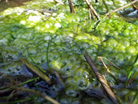 藻の繁殖2